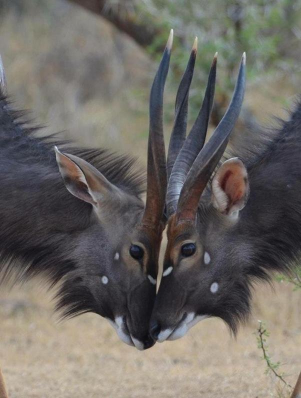 Weltevreden Game Lodge Bloemfontein Dış mekan fotoğraf