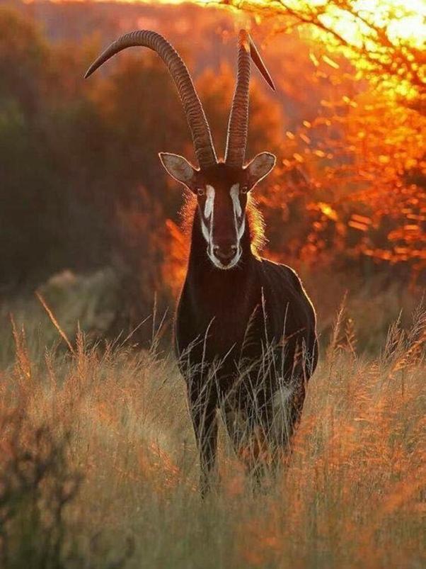 Weltevreden Game Lodge Bloemfontein Dış mekan fotoğraf