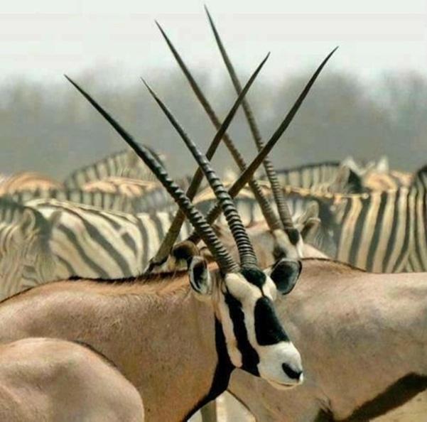 Weltevreden Game Lodge Bloemfontein Dış mekan fotoğraf