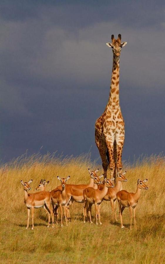 Weltevreden Game Lodge Bloemfontein Dış mekan fotoğraf